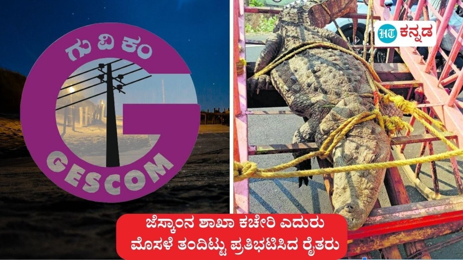 ಅಫಜಲಪುರ: ಹೊಲದಲ್ಲಿದ್ದ ಮೊಸಳೆ ಹಿಡಿದು ಜೆಸ್ಕಾಂ ಕಚೇರಿ ಎದುರು ತಂದಿಟ್ಟು ಪ್ರತಿಭಟಿಸಿದ ರೈತರು, ಕಾರಣ ಇದು