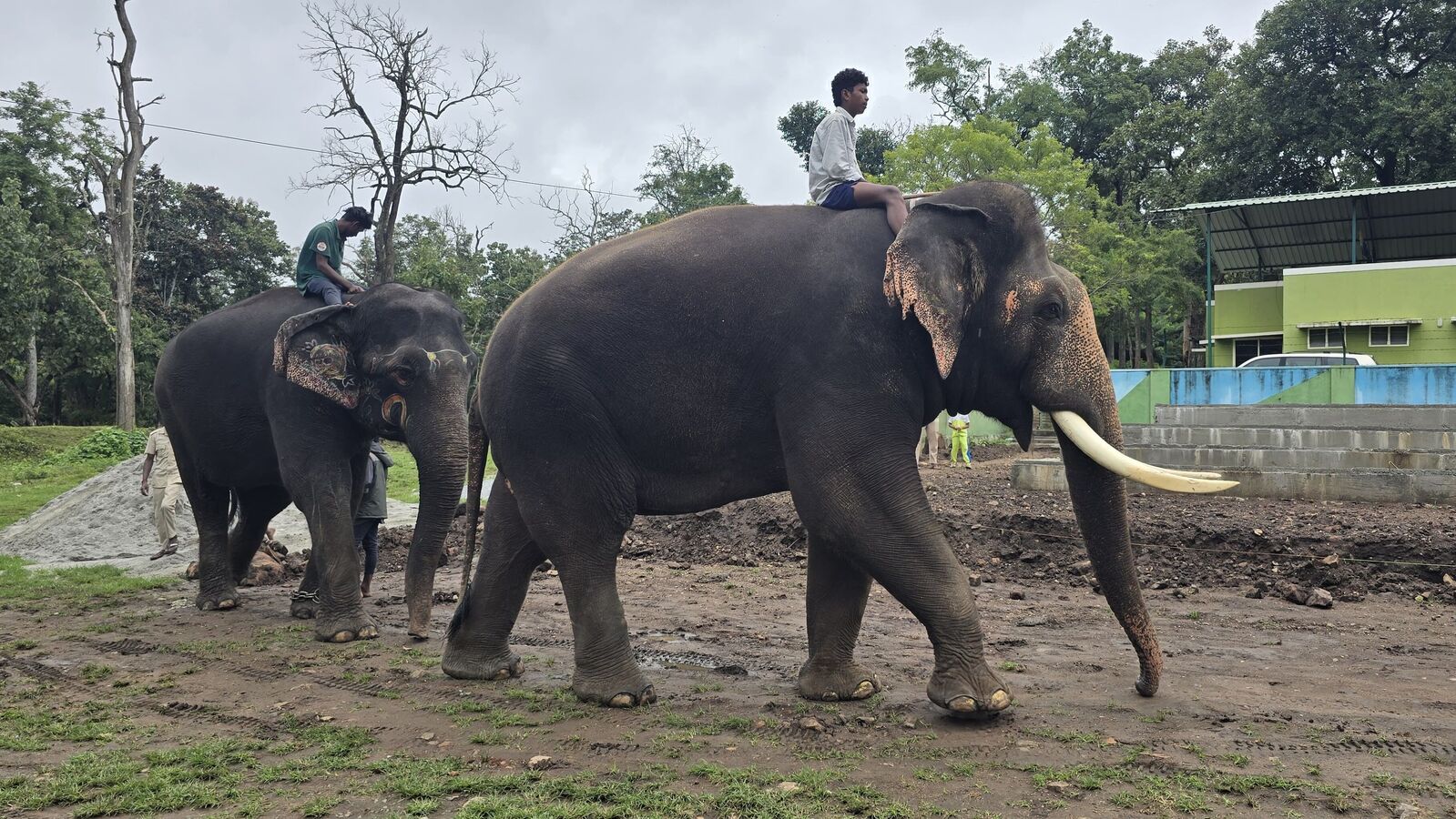 ಆಂಧ್ರದಲ್ಲೂ ಮಿತಿ ಮೀರಿದ ಆನೆ ಉಪಟಳ, ಒಪ್ಪಂದದ 5 ತಿಂಗಳ ನಂತರವೂ ಕರ್ನಾಟಕದ ಕುಮ್ಕಿ ಆನೆಗಳಿಗಾಗಿ ಕಾಯುತ್ತಿರುವ ನೆರೆ ರಾಜ್ಯದ ಅರಣ್ಯ ಇಲಾಖೆ