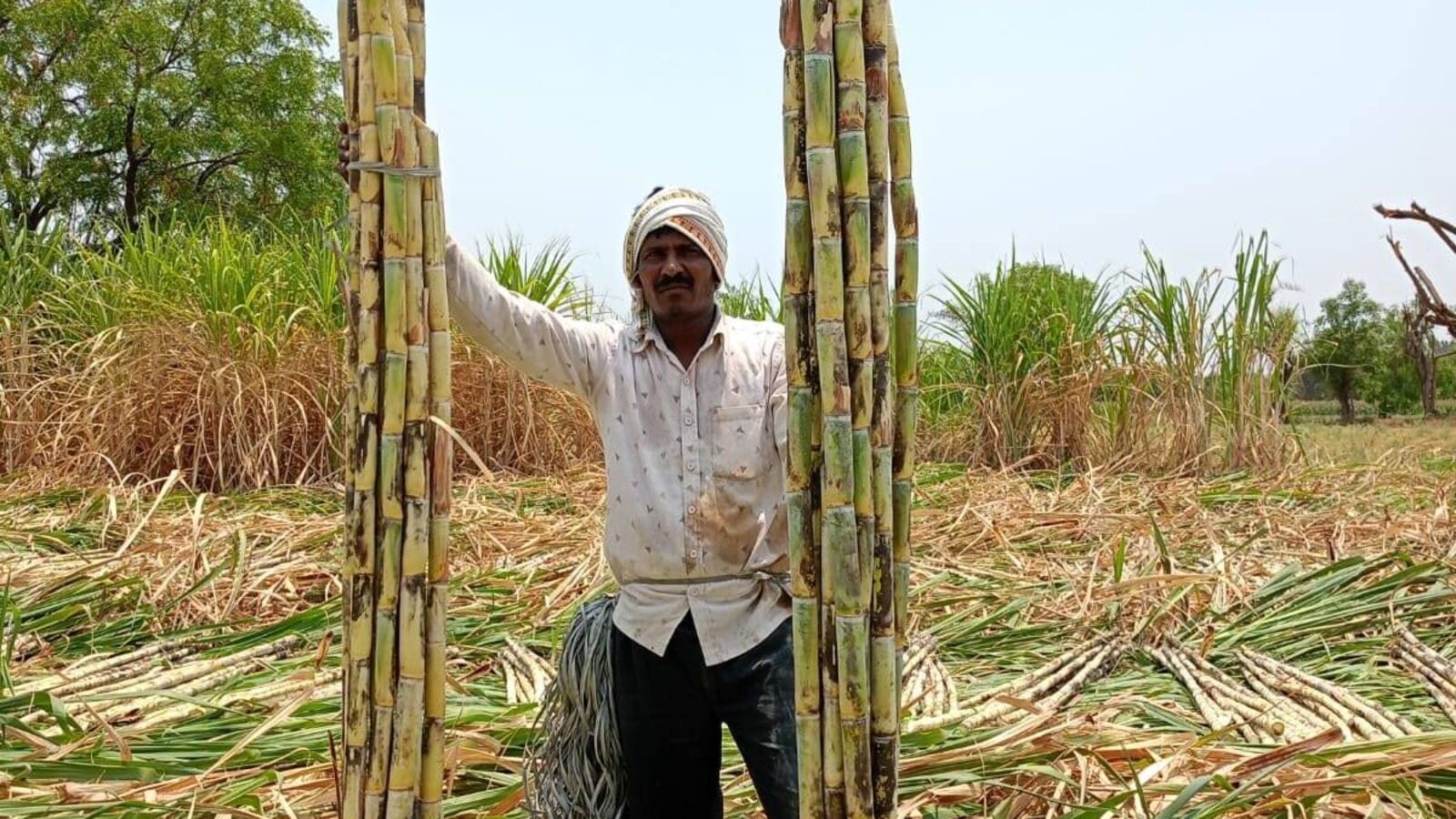 ಭಾರತದಲ್ಲಿ ಕಬ್ಬು ಬೆಳೆಯುವ ಟಾಪ್‌ 10 ರಾಜ್ಯಗಳು, ಕರ್ನಾಟಕಕ್ಕೆ ಎಷ್ಟನೇ ಸ್ಥಾನ