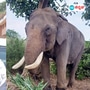 ಮೈಸೂರು ದಸರಾದಲ್ಲಿ ಅತ್ಯಂತ ಸೌಮ್ಯ ಆನೆಯಾಗಿ ಅಂಬಾರಿ ಹೊತ್ತ ಬಲರಾಮ ಆನೆ ಎರಡು ವರ್ಷದ ಹಿಂದೆ ತೀರಿಕೊಂಡಿದ್ದು ಆ ಆನೆಗೂ ಸ್ಮಾರಕ ನಿರ್ಮಿಸಿ ಎಂದು ಮೈಸೂರು ಕೊಡಗು ಸಂಸದ ಯದುವೀರ್ ಒಡೆಯರ್ ಕರ್ನಾಟಕ ಅರಣ್ಯ ಇಲಾಖೆಗೆ ಪತ್ರ ಬರೆದು ಮನವಿ ಮಾಡಿದ್ದಾರೆ. <p>ಮೈಸೂರು ದಸರಾದಲ್ಲಿ ಅತ್ಯಂತ ಸೌಮ್ಯ ಆನೆಯಾಗಿ ಅಂಬಾರಿ ಹೊತ್ತ ಬಲರಾಮ ಆನೆ ಎರಡು ವರ್ಷದ ಹಿಂದೆ ತೀರಿಕೊಂಡಿದ್ದು ಆ ಆನೆಗೂ ಸ್ಮಾರಕ ನಿರ್ಮಿಸಿ ಎಂದು ಮೈಸೂರು ಕೊಡಗು ಸಂಸದ ಯದುವೀರ್ ಒಡೆಯರ್ ಕರ್ನಾಟಕ ಅರಣ್ಯ ಇಲಾಖೆಗೆ ಪತ್ರ ಬರೆದು ಮನವಿ ಮಾಡಿದ್ದಾರೆ.</p>