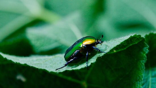 ಎಲ್ಲ ಬಣ್ಣಗಳೂ ಒಂದೊಂದು ರೀತಿಯಲ್ಲಿ ವಿವಿಧ ಪ್ರಯೋಜನ ನೀಡುತ್ತವೆ, ಅಲ್ಲದೆ, ಅವುಗಳ ವಿಶೇಷತೆಯನ್ನು ಇಲ್ಲಿ ವಿವರಿಸಲಾಗಿದೆ. ಎಲ್ಲ ಬಣ್ಣಗಳೂ ಒಂದೊಂದು ರೀತಿಯಲ್ಲಿ ವಿವಿಧ ಪ್ರಯೋಜನ ನೀಡುತ್ತವೆ, ಅಲ್ಲದೆ, ಅವುಗಳ ವಿಶೇಷತೆಯನ್ನು ಇಲ್ಲಿ ವಿವರಿಸಲಾಗಿದೆ.