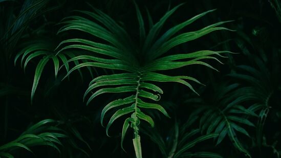 ಸೃಜನಶೀಲತೆ ಮತ್ತು ಗಮನವನ್ನು ಹೆಚ್ಚಿಸುತ್ತದೆ - ಹಸಿರು ಬಣ್ಣಕ್ಕೆ ಒಡ್ಡಿಕೊಳ್ಳುವುದು ಸೃಜನಶೀಲತೆ ಮತ್ತು ಏಕಾಗ್ರತೆಯನ್ನು ಹೆಚ್ಚಿಸುತ್ತದೆ ಎಂದು ಅಧ್ಯಯನಗಳು ಸೂಚಿಸುತ್ತವೆ, ಇದು ಕೆಲಸ ಮಾಡುವ ಸ್ಥಳಗಳಿಗೆ ಉತ್ತಮ ಬಣ್ಣವಾಗಿದೆ. ಸೃಜನಶೀಲತೆ ಮತ್ತು ಗಮನವನ್ನು ಹೆಚ್ಚಿಸುತ್ತದೆ - ಹಸಿರು ಬಣ್ಣಕ್ಕೆ ಒಡ್ಡಿಕೊಳ್ಳುವುದು ಸೃಜನಶೀಲತೆ ಮತ್ತು ಏಕಾಗ್ರತೆಯನ್ನು ಹೆಚ್ಚಿಸುತ್ತದೆ ಎಂದು ಅಧ್ಯಯನಗಳು ಸೂಚಿಸುತ್ತವೆ, ಇದು ಕೆಲಸ ಮಾಡುವ ಸ್ಥಳಗಳಿಗೆ ಉತ್ತಮ ಬಣ್ಣವಾಗಿದೆ.