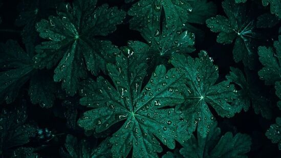 ಕಣ್ಣಿನ ಆಯಾಸವನ್ನು ಸುಧಾರಿಸುತ್ತದೆ - ಮಾನವನ ಕಣ್ಣು ಹಸಿರು ಬಣ್ಣಕ್ಕೆ ಹೆಚ್ಚು ಸೂಕ್ಷ್ಮವಾಗಿರುತ್ತದೆ, ಇದು ವಿಶ್ರಾಂತಿಯನ್ನು ಹೆಚ್ಚಿಸುವ ಬಣ್ಣವಾಗಿದ್ದು, ಒತ್ತಡ ಮತ್ತು ಆಯಾಸವನ್ನು ಕಡಿಮೆ ಮಾಡುತ್ತದೆ. ಕಣ್ಣಿನ ಆಯಾಸವನ್ನು ಸುಧಾರಿಸುತ್ತದೆ - ಮಾನವನ ಕಣ್ಣು ಹಸಿರು ಬಣ್ಣಕ್ಕೆ ಹೆಚ್ಚು ಸೂಕ್ಷ್ಮವಾಗಿರುತ್ತದೆ, ಇದು ವಿಶ್ರಾಂತಿಯನ್ನು ಹೆಚ್ಚಿಸುವ ಬಣ್ಣವಾಗಿದ್ದು, ಒತ್ತಡ ಮತ್ತು ಆಯಾಸವನ್ನು ಕಡಿಮೆ ಮಾಡುತ್ತದೆ.