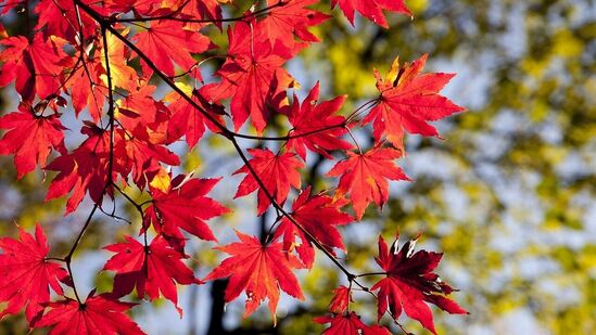 ಈ ಪ್ರಯೋಜನಗಳು ಕೆಂಪು ಬಣ್ಣ ಕೇವಲ ಭಾವನೆಗಳ ಮೇಲೆ ಮಾತ್ರವಲ್ಲದೆ ಜೀವನದ ವಿವಿಧ ಅಂಶಗಳಲ್ಲಿ ಪ್ರಾಯೋಗಿಕ ಫಲಿತಾಂಶಗಳ ಮೇಲೂ ಹೇಗೆ ಪ್ರಭಾವ ಬೀರುತ್ತದೆ ಎಂಬುದನ್ನು ಎತ್ತಿ ತೋರಿಸುತ್ತದೆ! ಈ ಪ್ರಯೋಜನಗಳು ಕೆಂಪು ಬಣ್ಣ ಕೇವಲ ಭಾವನೆಗಳ ಮೇಲೆ ಮಾತ್ರವಲ್ಲದೆ ಜೀವನದ ವಿವಿಧ ಅಂಶಗಳಲ್ಲಿ ಪ್ರಾಯೋಗಿಕ ಫಲಿತಾಂಶಗಳ ಮೇಲೂ ಹೇಗೆ ಪ್ರಭಾವ ಬೀರುತ್ತದೆ ಎಂಬುದನ್ನು ಎತ್ತಿ ತೋರಿಸುತ್ತದೆ!