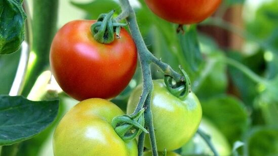 ಟೊಮೆಟೊಗಳು ಜೀವಕೋಶಗಳ ಹಾನಿಯನ್ನು ತಡೆಯುವ ಮೂಲಕ ಜೀವಕೋಶಗಳ ಅಸಹಜ ಬೆಳವಣಿಗೆಯನ್ನು ತಡೆಯುತ್ತವೆ. ಈ ತರಕಾರಿಗಳಲ್ಲಿರುವ ಲೈಕೋಪೀನ್ ಉತ್ಕರ್ಷಣ ನಿರೋಧಕವು ಪ್ರಾಸ್ಟೇಟ್, ಸ್ತನ ಮತ್ತು ಕರುಳಿನ ಕ್ಯಾನ್ಸರ್ ಅಪಾಯವನ್ನು ಕಡಿಮೆ ಮಾಡುತ್ತದೆ. ಟೊಮೆಟೊಗಳು ಜೀವಕೋಶಗಳ ಹಾನಿಯನ್ನು ತಡೆಯುವ ಮೂಲಕ ಜೀವಕೋಶಗಳ ಅಸಹಜ ಬೆಳವಣಿಗೆಯನ್ನು ತಡೆಯುತ್ತವೆ. ಈ ತರಕಾರಿಗಳಲ್ಲಿರುವ ಲೈಕೋಪೀನ್ ಉತ್ಕರ್ಷಣ ನಿರೋಧಕವು ಪ್ರಾಸ್ಟೇಟ್, ಸ್ತನ ಮತ್ತು ಕರುಳಿನ ಕ್ಯಾನ್ಸರ್ ಅಪಾಯವನ್ನು ಕಡಿಮೆ ಮಾಡುತ್ತದೆ.