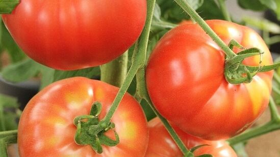 ಟೊಮೆಟೊದಲ್ಲಿ ವಿಟಮಿನ್ ಎ ಮತ್ತು ವಿಟಮಿನ್ ಸಿ ಇರುವುದರಿಂದ ಕಣ್ಣಿನ ಆರೋಗ್ಯಕ್ಕೆ ತುಂಬಾ ಒಳ್ಳೆಯದು ಎಂದು ವೈದ್ಯರು ಹೇಳುತ್ತಾರೆ. ಈ ಎರಡು ಜೀವಸತ್ವಗಳು ವೃದ್ಧಾಪ್ಯದಲ್ಲಿಯೂ ದೃಷ್ಟಿಯನ್ನು ಸ್ಪಷ್ಟವಾಗಿರಿಸುತ್ತವೆ. ಟೊಮೆಟೊದಲ್ಲಿ ವಿಟಮಿನ್ ಎ ಮತ್ತು ವಿಟಮಿನ್ ಸಿ ಇರುವುದರಿಂದ ಕಣ್ಣಿನ ಆರೋಗ್ಯಕ್ಕೆ ತುಂಬಾ ಒಳ್ಳೆಯದು ಎಂದು ವೈದ್ಯರು ಹೇಳುತ್ತಾರೆ. ಈ ಎರಡು ಜೀವಸತ್ವಗಳು ವೃದ್ಧಾಪ್ಯದಲ್ಲಿಯೂ ದೃಷ್ಟಿಯನ್ನು ಸ್ಪಷ್ಟವಾಗಿರಿಸುತ್ತವೆ.