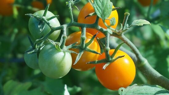 ಟೊಮೆಟೊದಲ್ಲಿರುವ ಉತ್ಕರ್ಷಣ ನಿರೋಧಕವು ಚರ್ಮದ ಜೀವಕೋಶಗಳಿಗೆ ಹಾನಿಯಾಗುವುದನ್ನು ತಡೆಯುತ್ತದೆ ಮತ್ತು ಕೆಳ ಪದರಗಳಲ್ಲಿ ಸಂಗ್ರಹವಾದ ವಿಷವನ್ನು ತೆರವುಗೊಳಿಸುತ್ತದೆ, ರಕ್ತ ಪರಿಚಲನೆಯನ್ನು ಹೆಚ್ಚಿಸುತ್ತದೆ ಮತ್ತು ಚರ್ಮವನ್ನು ಆರೋಗ್ಯಕರವಾಗಿರಿಸುತ್ತದೆ. ಟೊಮೆಟೊದಲ್ಲಿರುವ ಉತ್ಕರ್ಷಣ ನಿರೋಧಕವು ಚರ್ಮದ ಜೀವಕೋಶಗಳಿಗೆ ಹಾನಿಯಾಗುವುದನ್ನು ತಡೆಯುತ್ತದೆ ಮತ್ತು ಕೆಳ ಪದರಗಳಲ್ಲಿ ಸಂಗ್ರಹವಾದ ವಿಷವನ್ನು ತೆರವುಗೊಳಿಸುತ್ತದೆ, ರಕ್ತ ಪರಿಚಲನೆಯನ್ನು ಹೆಚ್ಚಿಸುತ್ತದೆ ಮತ್ತು ಚರ್ಮವನ್ನು ಆರೋಗ್ಯಕರವಾಗಿರಿಸುತ್ತದೆ.