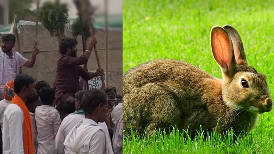 ಮೊಲ ಬೇಟೆಯಾಡಿ ಮೆರವಣಿಗೆ ಮಾಡಿದ ಆರೋಪದ ಮೇಲೆ ರಾಯಚೂರು ಜಿಲ್ಲೆ ಮಸ್ಕಿ ಶಾಸಕರ ಪುತ್ರ, ಸಹೋದರನ ವಿರುದ್ದ ಪ್ರಕರಣ ದಾಖಲಾಗಿದೆ. ಮೊಲ ಬೇಟೆಯಾಡಿ ಮೆರವಣಿಗೆ ಮಾಡಿದ ಆರೋಪದ ಮೇಲೆ ರಾಯಚೂರು ಜಿಲ್ಲೆ ಮಸ್ಕಿ ಶಾಸಕರ ಪುತ್ರ, ಸಹೋದರನ ವಿರುದ್ದ ಪ್ರಕರಣ ದಾಖಲಾಗಿದೆ.