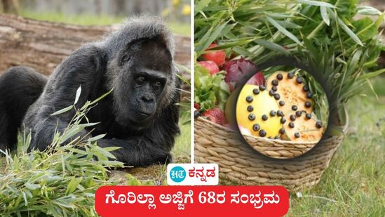 ಜಗತ್ತಿನ ಅತಿ ಹಿರಿಯ ಹೆಣ್ಣು ಗೊರಿಲ್ಲಾ ಫಟೌ ಬಗ್ಗೆ ಕೆಲವರು ಈಗಾಗಲೇ ತಿಳಿದುಕೊಂಡಿರಬಹುದು. ಇನ್ನು ಕೆಲವರಿಗೆ ಈ ಅಜ್ಜಿ ಗೊರಿಲ್ಲಾ ಕಥೆ ಹೊಸದಿರಬಹುದು. ಅದೇನೇ ಇರಲಿ, ಪ್ರತಿ ವರ್ಷ ಏಪ್ರಿಲ್‌ ಬಂದರೆ ಜರ್ಮನಿಯ ಬರ್ಲಿನ್ ಝೂನಲ್ಲಿ ಸಂಭ್ರಮ. ಅದಕ್ಕೆ ಕಾರಣ ಫಟೌ (Fatou) ಗೊರಿಲ್ಲಾದ ಹುಟ್ಟುಹಬ್ಬ.