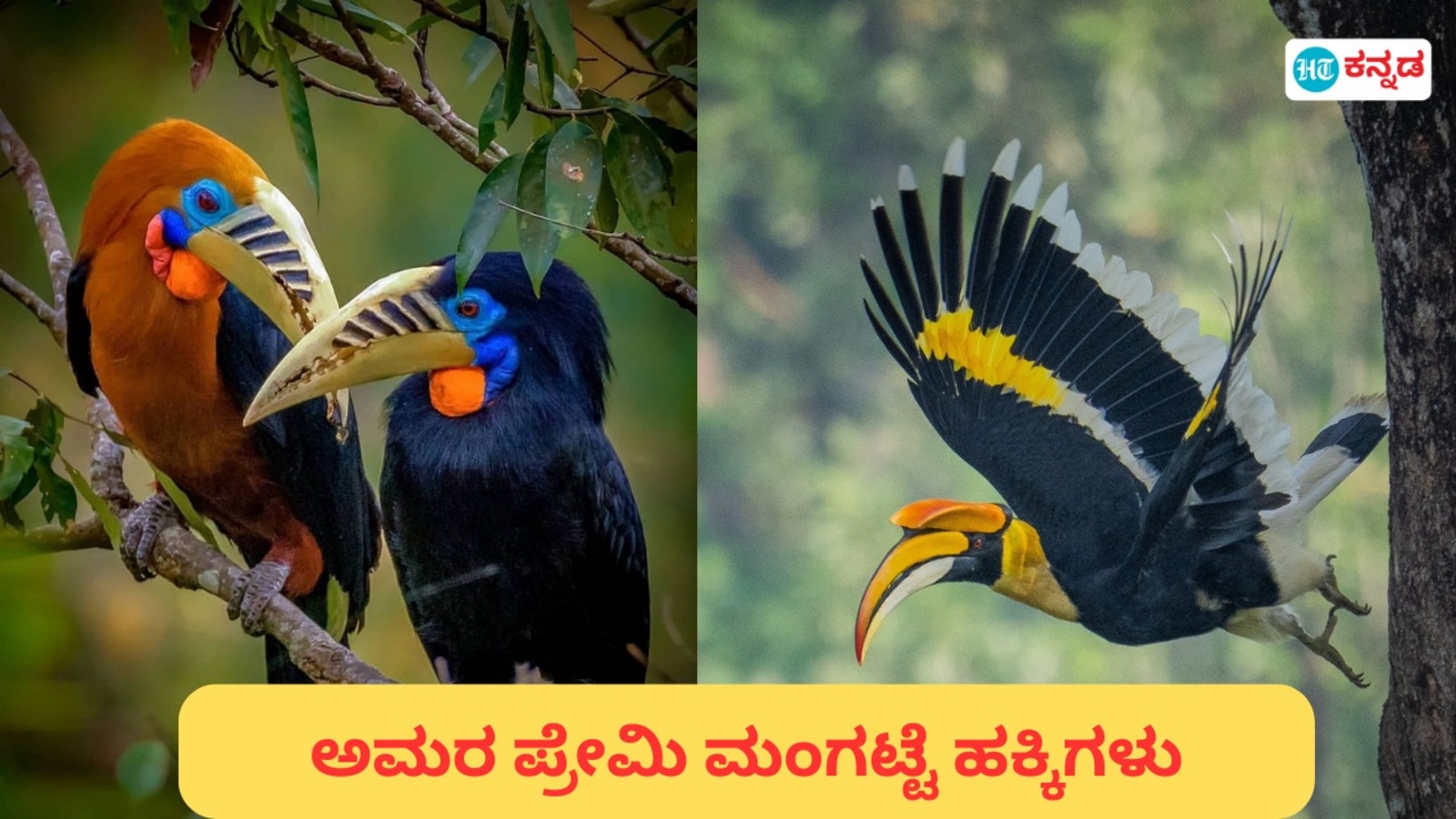 Horn Bill Life Style: ಮಂಗಟ್ಟೆ ಹಕ್ಕಿಗಳ ಮಾದರಿ ಬದುಕು; ದಾಂಡೇಲಿ ಸುತ್ತಮುತ್ತ ಹೆಚ್ಚಿರುವ ಹಕ್ಕಿಗಳ ಪರಿಸರ ಸ್ನೇಹಿ ಜೀವನ