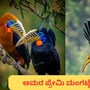 ಮಂಗಟ್ಟೆ ಹಕ್ಕಿಗಳ ಲೋಕ ನಿಜಕ್ಕೂ ಭಿನ್ನವೇ. ಮಂಗಟ್ಟೆ ಹಕ್ಕಿಗಳ ಲೋಕ ನಿಜಕ್ಕೂ ಭಿನ್ನವೇ.
