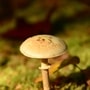Mushroom Cultivation: ಅತೀ ಹೆಚ್ಚು ಅಣಬೆ ಬೆಳೆಯುವ ಪಟ್ಟಿಯಲ್ಲಿ ಯಾವ್ಯಾವ ರಾಜ್ಯಗಳಿವೆ
