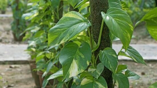 ಜೀವಂತ ಸಸ್ಯಗಳು- ಬಿದಿರಿನ ಗಿಡ ಅಥವಾ ಮನಿ ಪ್ಲಾಂಟ್‌ನಂತಹ ಜೀವಂತ ಸಸ್ಯಗಳನ್ನು ಕಚೇರಿಯ ಮೇಜಿನ ಮೇಲೆ ಇಡುವುದು ಶುಭವೆಂದು ಪರಿಗಣಿಸಲಾಗಿದೆ. ವಾಸ್ತು ಪ್ರಕಾರ, ಈ ಸಸ್ಯಗಳು ಸಕಾರಾತ್ಮಕ ಶಕ್ತಿಯನ್ನು ರವಾನಿಸುತ್ತವೆ, ಇದು ಪ್ರಗತಿಗೆ ಸಹಾಯ ಮಾಡುತ್ತದೆ. ಈ ಸಸ್ಯಗಳನ್ನು ಈಶಾನ್ಯ ದಿಕ್ಕಿನಲ್ಲಿ ಇಡಬಹುದು.