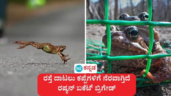 ರಷ್ಯಾದ ಸೇಂಟ್ ಪೀಟರ್ಸ್ಬರ್ಗ್ನ ಸೆಸ್ಟ್ರೋರೆಟ್ಸ್ಕ್ ಬೋಗ್ ಉದ್ಯಾನದಲ್ಲಿ ಪ್ರತಿ ವರ್ಷ ಈ ಸಮಯದಲ್ಲಿ ಕಾಣಸಿಗುವ ಆಕರ್ಷಕ ನೋಟ ಇದು. ಸಾವಿರಾರು ಕಪ್ಪೆಗಳು, ಮರಿಕಪ್ಪೆಗಳು ರಸ್ತೆ ದಾಟುತ್ತ ಇನ್ನೊಂದೆಡೆ ಸಾಗಲು ಪ್ರಯತ್ನಿಸುತ್ತವೆ. <p>ರಷ್ಯಾದ ಸೇಂಟ್ ಪೀಟರ್ಸ್ಬರ್ಗ್ನ ಸೆಸ್ಟ್ರೋರೆಟ್ಸ್ಕ್ ಬೋಗ್ ಉದ್ಯಾನದಲ್ಲಿ ಪ್ರತಿ ವರ್ಷ ಈ ಸಮಯದಲ್ಲಿ ಕಾಣಸಿಗುವ ಆಕರ್ಷಕ ನೋಟ ಇದು. ಸಾವಿರಾರು ಕಪ್ಪೆಗಳು, ಮರಿಕಪ್ಪೆಗಳು ರಸ್ತೆ ದಾಟುತ್ತ ಇನ್ನೊಂದೆಡೆ ಸಾಗಲು ಪ್ರಯತ್ನಿಸುತ್ತವೆ. </p>