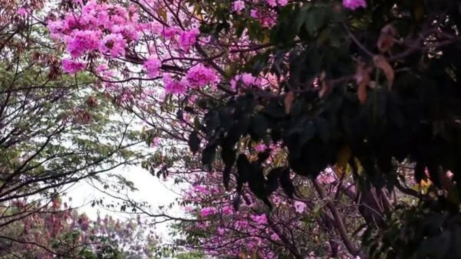 ಬೀದರ್‌ನಲ್ಲಿ 44 ಡಿಗ್ರಿ ದಾಟಿದ ಉಷ್ಣಾಂಶ, ಈ 10 ಜಿಲ್ಲೆಗಳಲ್ಲಿ ಅಧಿಕ ಬಿಸಿಲು