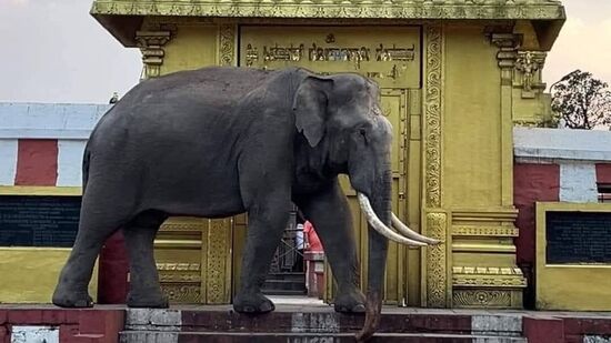 ಬಂಡೀಪುರ ವನ್ಯಜೀವಿ ಅಭಯಾರಣ್ಯದ ಭಾಗವಾಗಿರುವುದರಿಂದ, ಬೆಟ್ಟಗಳು ಮೇಯುವ ಕಾಡು ಆನೆಗಳಿಂದ ಕೂಡಿವೆ. ಪಕ್ಕದಲ್ಲೇ ಸುತ್ತುವ ಆನೆಗಳು ದೇಗುಲ ಬಳಿಯೂ ಬಂದು ದರ್ಶನ ನೀಡುತ್ತವೆ. <p>ಬಂಡೀಪುರ ವನ್ಯಜೀವಿ ಅಭಯಾರಣ್ಯದ ಭಾಗವಾಗಿರುವುದರಿಂದ, ಬೆಟ್ಟಗಳು ಮೇಯುವ ಕಾಡು ಆನೆಗಳಿಂದ ಕೂಡಿವೆ. ಪಕ್ಕದಲ್ಲೇ ಸುತ್ತುವ ಆನೆಗಳು ದೇಗುಲ ಬಳಿಯೂ ಬಂದು ದರ್ಶನ ನೀಡುತ್ತವೆ.</p>