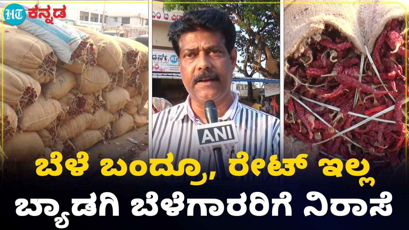 ಬಂಪರ್ ಬೆಳೆ ಬಂದರೂ ರೈತರಿಗೆ ಖುಷಿ ಕೊಡದ ಬೆಲೆ; ಹಾವೇರಿಯ ಬ್ಯಾಡಗಿ ಮೆಣಸಿನಕಾಯಿ ಬೆಳೆಗಾರರಿಗೆ ನಿರಾಸೆ