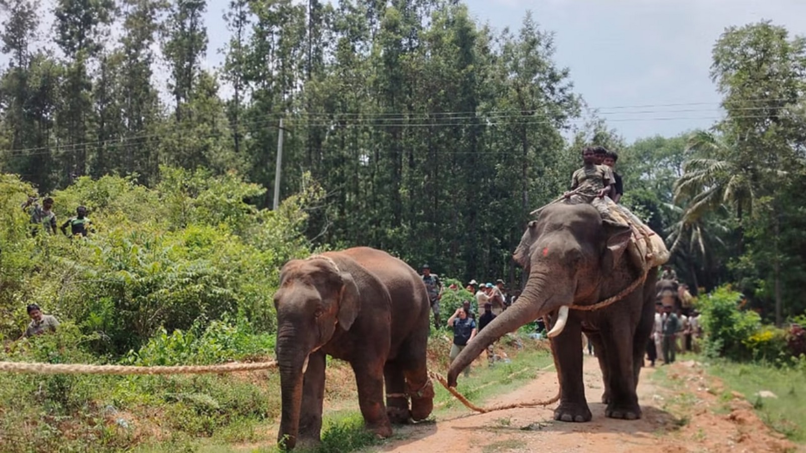 ಹಾಸನ ಜಿಲ್ಲೆಯಲ್ಲಿ ಉಪಟಳ ನೀಡುತ್ತಿದ್ದ ಆರನೇ ಕಾಡಾನೆ ಸೆರೆ ಹಿಡಿದ ಅರಣ್ಯ ಇಲಾಖೆ; ಸಕಲೇಶಪುರ ಆನೆ ಕಾರ್ಯಾಚರಣೆ ಹೀಗಿತ್ತು