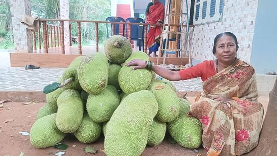ಮೈಸೂರಿನಲ್ಲಿ ಶನಿವಾರದಿಂದ ಆರಂಭವಾಗಲಿರುವ ಹಲಸಿನ ಮೇಳಕ್ಕೆ ಅಣಿಯಾದ ಹಣ್ಣಿನ ರಾಶಿ. ಮೈಸೂರಿನಲ್ಲಿ ಶನಿವಾರದಿಂದ ಆರಂಭವಾಗಲಿರುವ ಹಲಸಿನ ಮೇಳಕ್ಕೆ ಅಣಿಯಾದ ಹಣ್ಣಿನ ರಾಶಿ.