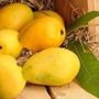 mango_2 mango_2