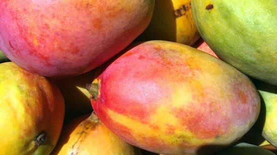 ಕಬ್ಬಿಣಾಂಶ ಹೀರಿಕೊಳ್ಳಲು ಸಹಾಯ ಮಾಡುತ್ತದೆ: ಮಾವಿನ ಹಣ್ಣಿನಲ್ಲಿ ಹೆಚ್ಚಿನ ವಿಟಮಿನ್ ಸಿ ಅಂಶ ಹೆಚ್ಚಿರುವ ಕಾರಣ ಇದು ಕಬ್ಬಿಣಾಂಶ ಹೀರಿಕೊಳ್ಳುಲು ಸಹಾಯ ಮಾಡುತ್ತದೆ. ಕಬ್ಬಿಣಾಂಶವು ದೇಹಕ್ಕೆ ಅತೀ ಅಗತ್ಯ. ಕಬ್ಬಿಣಾಂಶ ಹೀರಿಕೊಳ್ಳಲು ಸಹಾಯ ಮಾಡುತ್ತದೆ: ಮಾವಿನ ಹಣ್ಣಿನಲ್ಲಿ ಹೆಚ್ಚಿನ ವಿಟಮಿನ್ ಸಿ ಅಂಶ ಹೆಚ್ಚಿರುವ ಕಾರಣ ಇದು ಕಬ್ಬಿಣಾಂಶ ಹೀರಿಕೊಳ್ಳುಲು ಸಹಾಯ ಮಾಡುತ್ತದೆ. ಕಬ್ಬಿಣಾಂಶವು ದೇಹಕ್ಕೆ ಅತೀ ಅಗತ್ಯ.