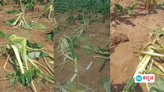 ಮೈಸೂರು ಜಿಲ್ಲೆಯ ಕಾಡಂಚಿನ ಗ್ರಾಮಗಳಲ್ಲಿ ಕಾಡಾನೆಗಳ ಉಪಟಳ ಮೈಸೂರು ಜಿಲ್ಲೆಯ ಕಾಡಂಚಿನ ಗ್ರಾಮಗಳಲ್ಲಿ ಕಾಡಾನೆಗಳ ಉಪಟಳ