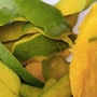 Mango Seeds: ಮಾವಿನಹಣ್ಣು ತಿಂದು ಅದರ ಗೊರಟೆ ಎಸೆಯಬೇಡಿ; ಇದರ ಪ್ರಯೋಜನ ಹಲವು