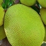 ಹಲಸಿನ ಹಣ್ಣು ತಿನ್ನುವುದರ ಪ್ರಯೋಜನಗಳಿವು