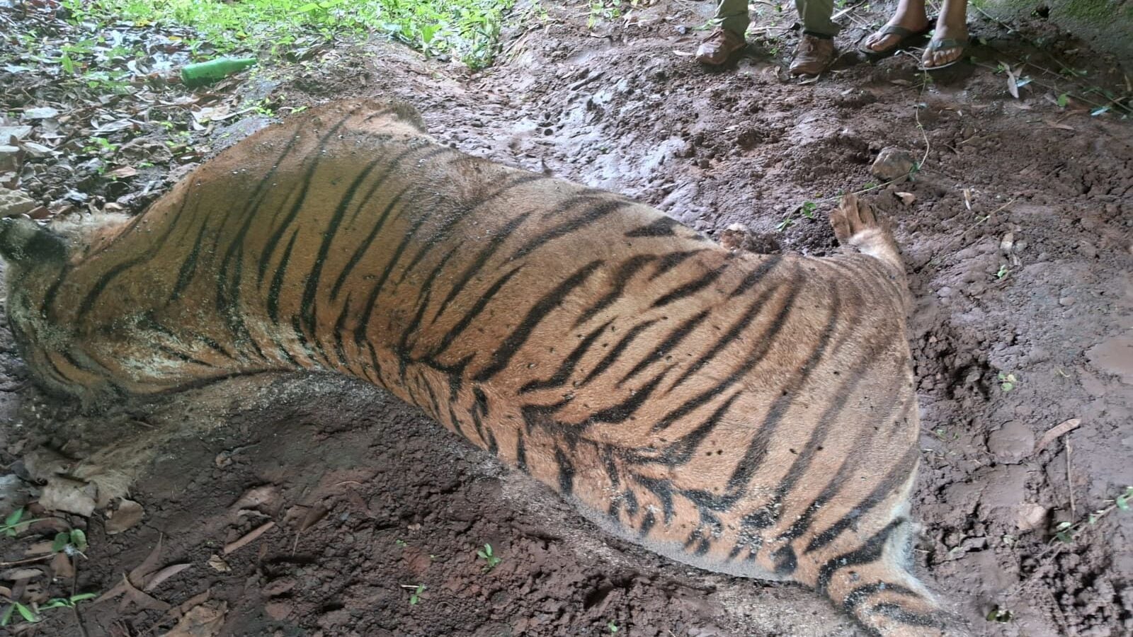 ನಾಗರಹೊಳೆ ಸಂರಕ್ಷಿತ ಅರಣ್ಯ ಭಾಗದ ಹಾರಂಗಿ ನಾಲೆ ಕೆಳ ಭಾಗದಲ್ಲಿ ಭಾರೀ ಗಾತ್ರದ ಗಂಡು ಹುಲಿ ಸಾವು, ಕಾರಣ ಏನು