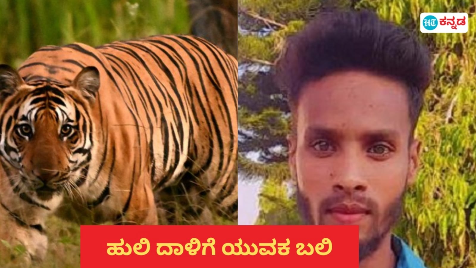 ನಾಗರಹೊಳೆ ಅರಣ್ಯದಂಚಿನಲ್ಲಿ ಹುಲಿ ದಾಳಿ; ಮೂರು ತಿಂಗಳ ಹಿಂದೆಯಷ್ಟೇ ಮದುವೆಯಾಗಿದ್ದ ನವ ವಿವಾಹಿತ ಯುವಕ ಬಲಿ