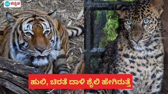 ಹುಲಿ ಹಾಗೂ ಚಿರತೆ ಮನುಷ್ಯನ ಮೇಲೆ ದಾಳಿ ಮಾಡುವ ಶೈಲಿ ಹೇಗಿರುತ್ತದೆ ಹುಲಿ ಹಾಗೂ ಚಿರತೆ ಮನುಷ್ಯನ ಮೇಲೆ ದಾಳಿ ಮಾಡುವ ಶೈಲಿ ಹೇಗಿರುತ್ತದೆ