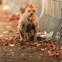 cat_breeds cat_breeds