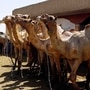 Bakrid 2025: ಬಕ್ರೀದ್‌ ವೇಳೆ ಗೋವು, ಒಂಟೆ ವಧೆ ಮಾಡಬೇಡಿ; ಚೆಕ್‌ಪೋಸ್ಟ್‌ಗಳಲ್ಲಿ ತಪಾಸಣೆಗೆ ಪೊಲೀಸರಿಗೆ ಸೂಚನೆ