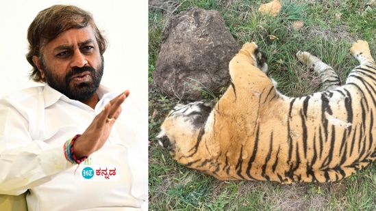 ಮಲೆಮಹದೇಶ್ವರ ತಪ್ಪಲಿನಲ್ಲಿ 5 ಹುಲಿಗಳ ಸಾವು, ವಿಷ ಹಾಕಿ ಕೊಂದರಾ ದುರುಳರು? ತನಿಖೆಗೆ ಆದೇಶ ಮಲೆಮಹದೇಶ್ವರ ತಪ್ಪಲಿನಲ್ಲಿ 5 ಹುಲಿಗಳ ಸಾವು, ವಿಷ ಹಾಕಿ ಕೊಂದರಾ ದುರುಳರು? ತನಿಖೆಗೆ ಆದೇಶ