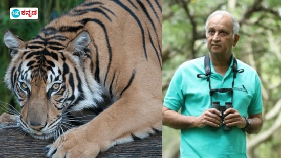 ಕರ್ನಾಟಕ ಅರಣ್ಯ ಇಲಾಖೆ. ಹುಲಿ ಯೋಜನೆ ಕುರಿತು ಡಾ.ಉಲ್ಲಾಸ ಕಾರಂತ್ ಮಾತನಾಡಿದ್ದಾರೆ. ಕರ್ನಾಟಕ ಅರಣ್ಯ ಇಲಾಖೆ. ಹುಲಿ ಯೋಜನೆ ಕುರಿತು ಡಾ.ಉಲ್ಲಾಸ ಕಾರಂತ್ ಮಾತನಾಡಿದ್ದಾರೆ.