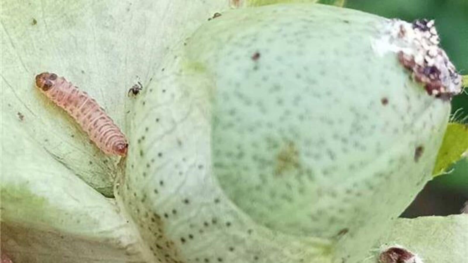 ನಿಮ್ಮ ಹತ್ತಿ ಬೆಳೆಗೆ ಕೀಟ ಬಾಧೆಯೇ?, ಪ್ರಮುಖ ಕೀಟಗಳ ಸಮಗ್ರ ನಿರ್ವಹಣೆ ಹೀಗೆ ಮಾಡಿ;ರೈತರಿಗೆ ಕೃಷಿ ಇಲಾಖೆ ಸಲಹೆ