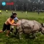 Rhinoceros In Football Ground