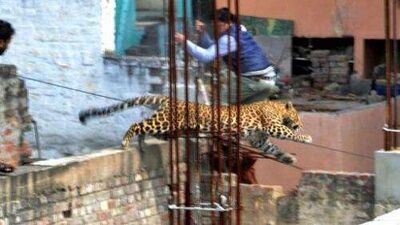 Leopard In Chinchpada Road Kalyan