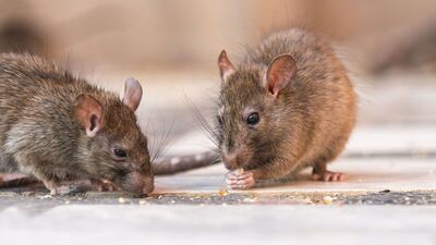 rats consumed 581 kg of drugs in up