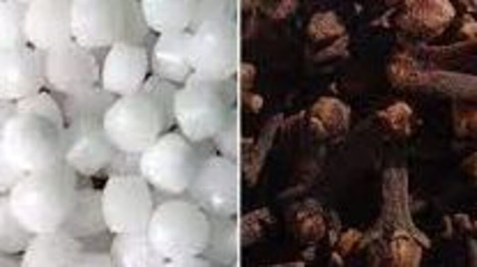 Vaastu Shashtra घरातली किंवा आर्थिक समस्या दूर करु शकतात कापूर आणि