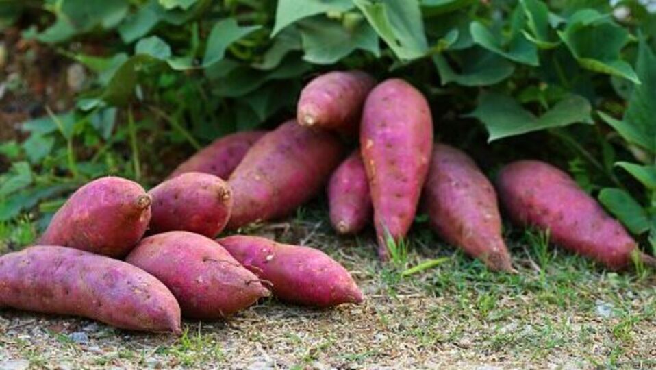 Sweet Potato Benefits वजन कमी करण्यासाठी रोज खा रताळे, मिळतील अनेक