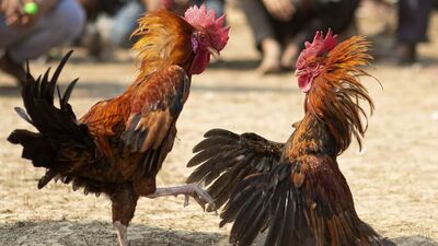 cockfighting event in chandrapur