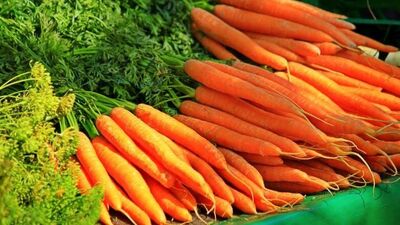 हिवाळ्यात गाजर खायला अनेकांना आवडते. गाजरचा हलवा असो वा पावभाजीमध्ये टाकलेले गाजर, सलाद व्यतिरिक्त त्याचे विविध पद्धतीने सेवन केल्या जाते. पण त्याचा शरीरावर कसा परिणाम होतो? शरीराला काय फायदे होतात? पहा इथे.