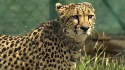 South African cheetahs