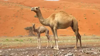 Camel Cruelty Case In Bikaner Rajasthan