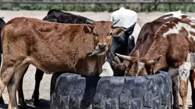 Modi Govt On Cow Hug Day
