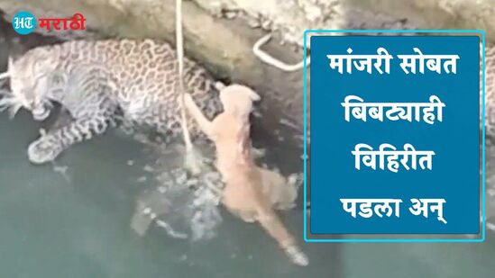Leopard and cat fall into well in Nashik district. Trapped for hours before rescued by forest officials.
Leopard and cat fall into well in Nashik district. Trapped for hours before rescued by forest officials.