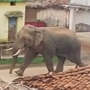 Two people killed in wild elephant attack in Karnataka