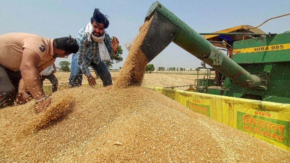 Wheat Price देशभरात गव्हाच्या किंमती होणार कमी; केंद्राच्या