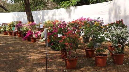 धारावी येथील महाराष्ट्र निसर्ग उद्यान येथे नुकतेच फुले झाडे आणि औषधी वनस्पतींचे प्रदर्शन आयोजित करण्यात आले. कुंड्यांमध्ये वाढविलेली फुलझाडे, फळझाडे, फळभाज्यांची झाडे, औषधी वनस्पती प्रदर्शित करण्यात आले होते. धारावी येथील महाराष्ट्र निसर्ग उद्यान येथे नुकतेच फुले झाडे आणि औषधी वनस्पतींचे प्रदर्शन आयोजित करण्यात आले. कुंड्यांमध्ये वाढविलेली फुलझाडे, फळझाडे, फळभाज्यांची झाडे, औषधी वनस्पती प्रदर्शित करण्यात आले होते.